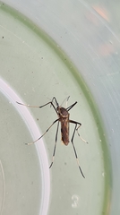 Toxorhynchites speciosus