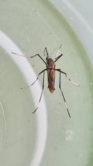 Toxorhynchites speciosus
