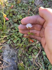Persicaria runcinata
