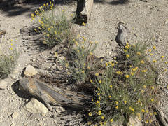 Ericameria nauseosa bernardina