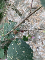 Dysdercus suturellus