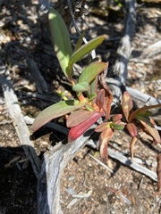 Hibbertia amplexicaulis