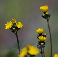 Pilosella caespitosa