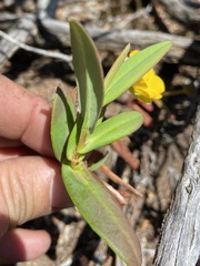 Hibbertia amplexicaulis