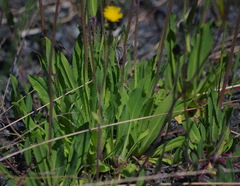 Pilosella caespitosa