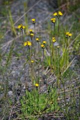 Pilosella caespitosa