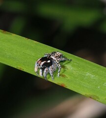 Maratus plumosus