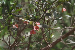 Dodonaea viscosa spatulata