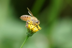 Apis cerana japonica