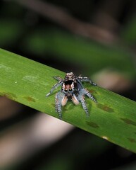 Maratus plumosus