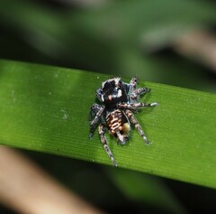 Maratus plumosus