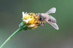 Apis cerana japonica