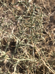 Salsoleae