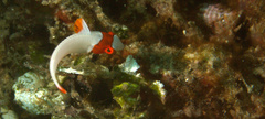 Cetoscarus ocellatus
