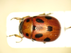 Gonioctena fornicata