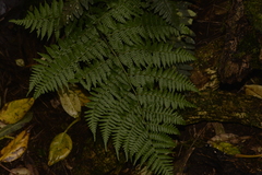 Diplazium melanochlamys