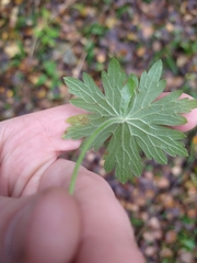 Geranium palustre