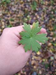Geranium palustre