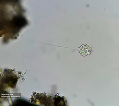 Vorticellidae