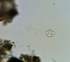 Vorticellidae