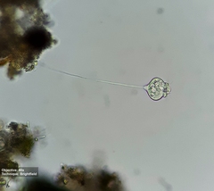 Vorticellidae