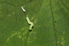 Cypoides chinensis