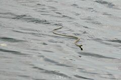 Chrysopelea paradisi