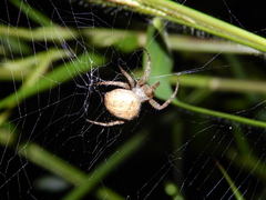 Pararaneus cyrtoscapus