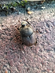 Onthophagus