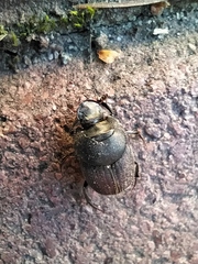 Onthophagus