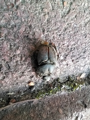 Onthophagus