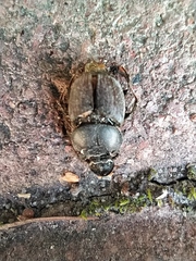 Onthophagus