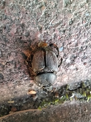 Onthophagus