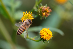 Apis cerana japonica