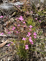 Stylidium scandens