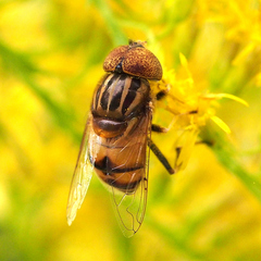 Eristalinus quinquestriatus