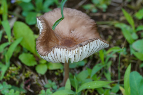 観察された菌類