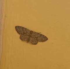 Idaea vilaflorensis