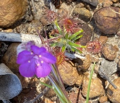 Drosera lasiantha