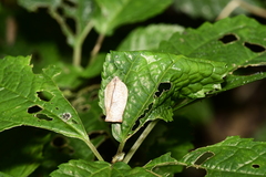 Adoxophyes privatana
