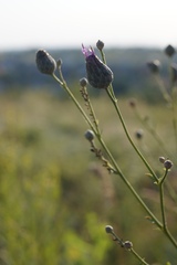 Centaurea scabiosa adpressa