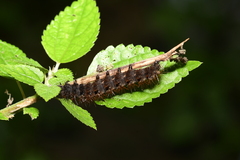 Nymphalinae