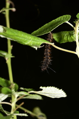 Nymphalinae
