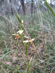 Diuris sulphurea