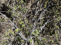 Holodiscus discolor microphyllus