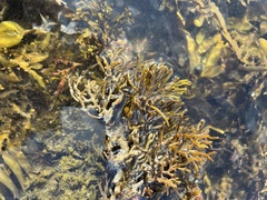 Splachnidium rugosum