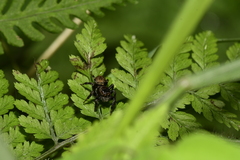 Carrhotus xanthogramma
