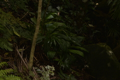 Calanthe triplicata