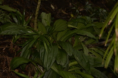 Calanthe triplicata