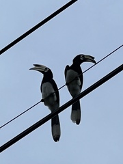 Anthracoceros albirostris